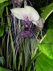 Tacca integrifolia