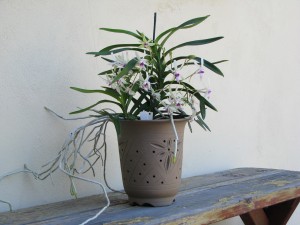 Vanda cristata