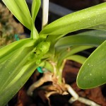 Vanda cristata - flower buds