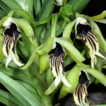 Vanda cristata - flowers