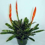 Vriesea splendens