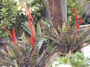 Vriesea splendens