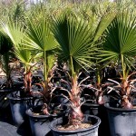 Washingtonia filifera