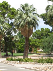 Washingtonia filifera