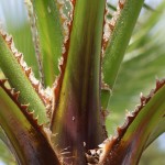 Washingtonia filifera - leaf stalk