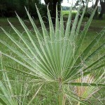 Washingtonia filifera - leaves