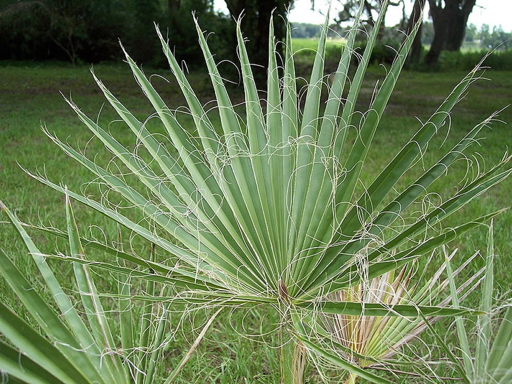 Washingtonia filifera