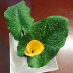 Zantedeschia elliottiana - cut flower