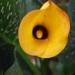 Zantedeschia elliottiana - flower