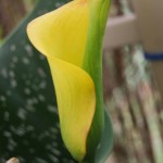 Zantedeschia elliottiana - opening flower