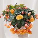 Begonia  tuberhybrida