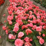 Begonia  tuberhybrida