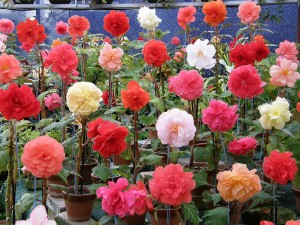 Begonia  tuberhybrida