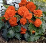 Begonia  tuberhybrida