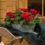 Begonia  tuberhybrida - female & male flowers