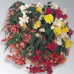 Begonia  tuberhybrida - trailing habit