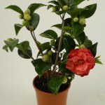 Camellia japonica