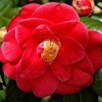 Camellia japonica Adolphe Audusson