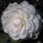 Camellia japonica Alba plena