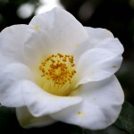 Camellia japonica Alba simplex