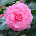 Camellia japonica Pink Perfection