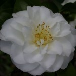 Camellia japonica Purity