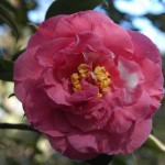 Camellia japonica William Hastie