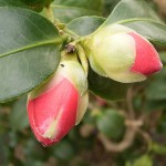 Camellia japonica - flower bud