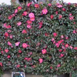 Camellia japonica - hedge 