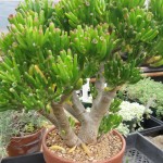 Crassula ovata Convoluta Gollum