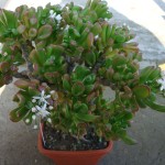 Crassula ovata Convoluta Hobbit