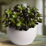 Crassula ovata Minor