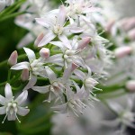Crassula ovata - flowers