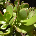 Crassula ovata - leaves