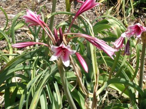 Crinum bulbispermum