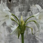 Crinum bulbispermum Album