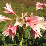 Crinum bulbispermum Backup Mother