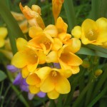 Freesia refracta 