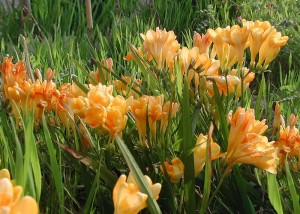 Freesia refracta 