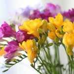 Freesia refracta - cultivars