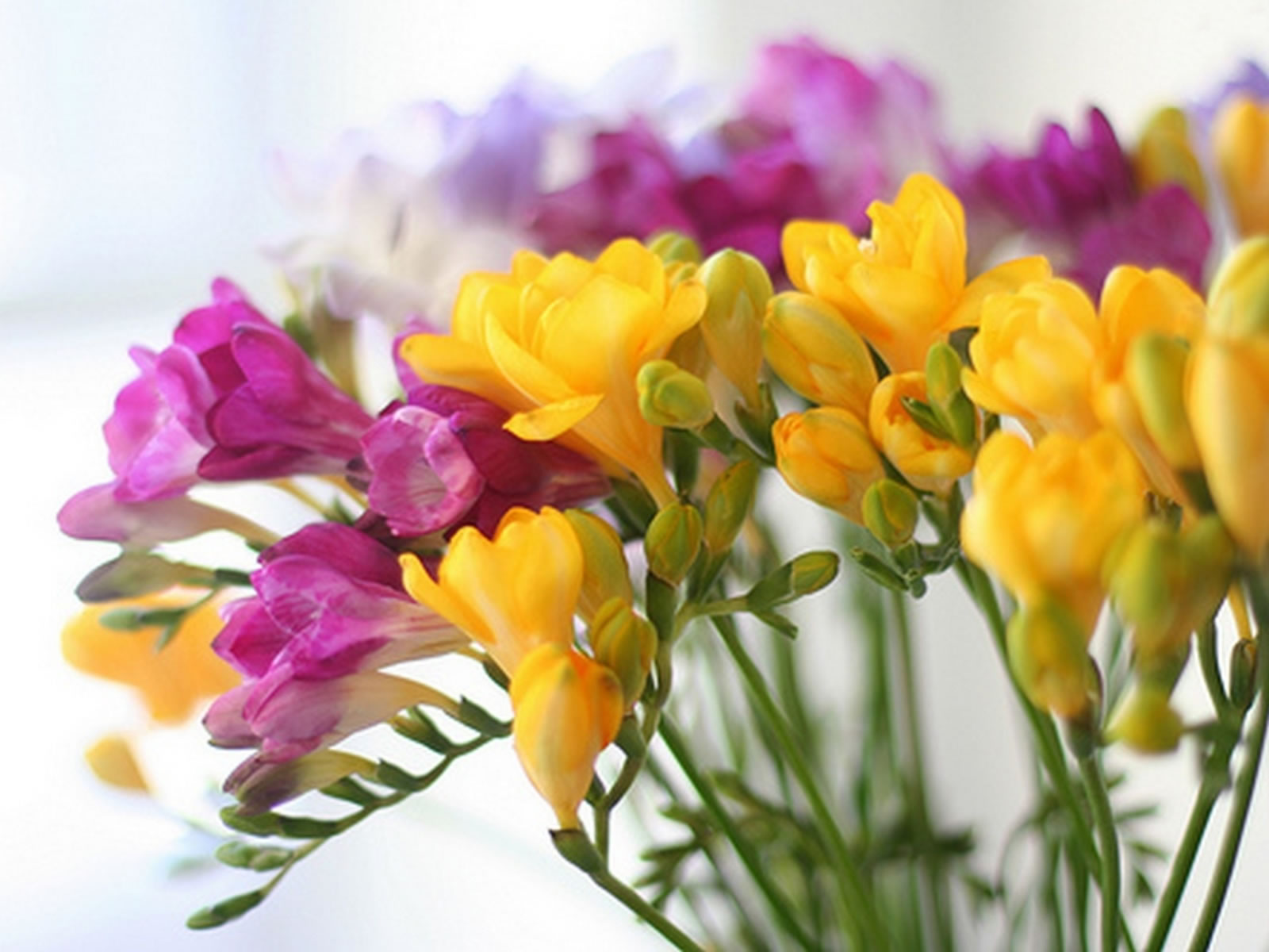 Freesia Flower Season  The Best Flowers Ideas