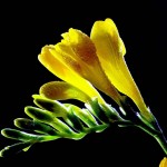Freesia refracta - flower