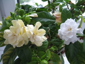 Gardenia jasminoides