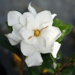 Gardenia jasminoides Belmont