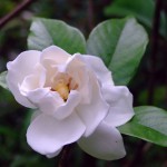 Gardenia jasminoides Fortuniana