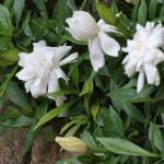 Gardenia jasminoides Radicans