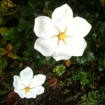 Gardenia jasminoides White Gem