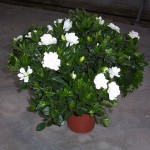 Gardenia jasminoides in pot