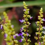 Solenostemon scutellarioides - flowers