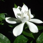 Gardenia jasminoides Veitchii